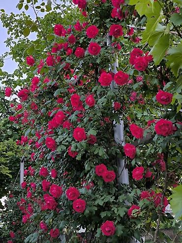 Продажа домов: Дом, 1441 м², 12 комнат, Собственник at lalafo.kg — 9 Продажа домов: Дом, 1441 м², 12 комнат, Собственник — 9