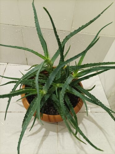 Otaq bitkiləri: Aloe gülü.mualicevi — 15