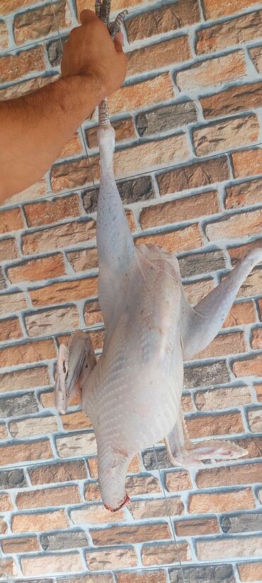 Hinduşka: Dişi, Kanada, Amerika, Ətlik, Ünvandan götürmə, Pulsuz çatdırılma — 19