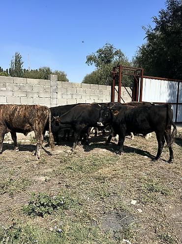 куплю телят кыргызстан: Продаю | Бык (самец) — 8