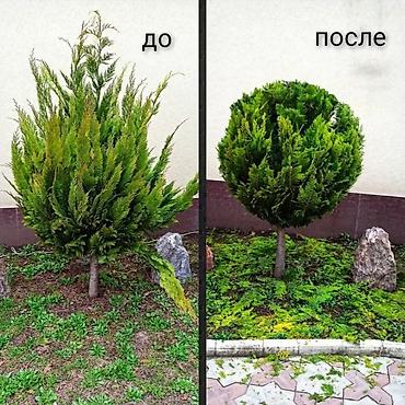 Газон: Поссев газон✓ Посадка цветов ✓ Посадка декоративных растений ✓ — 10