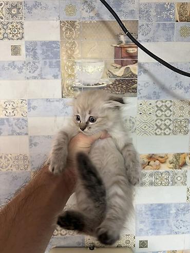 Отдам даром кошку: Котята домашние, пушистые, окрас дымчатый и колор‑пойнт (светлое тело — 6