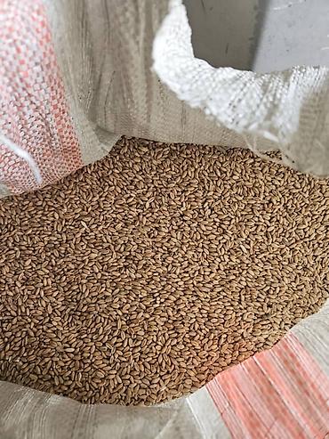 Эспарцет: Эспарцет [тюп район ],кара беде урону [кара балтаныкы — 15