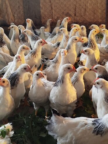 маленькие хаски: Продаю | Цыплята | Для разведения