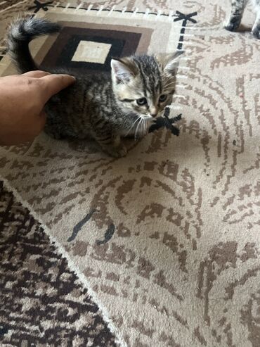 вязка коты: Котята, домашние. Описание: - На фото два котёнка: один полосатый