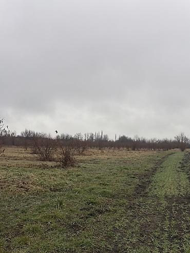 Torpaq sahələrinin satışı: Kənd təsərrüfatı, Kupça (Çıxarış) -da lalafo.az — 2 Torpaq sahələrinin satışı: Kənd təsərrüfatı, Kupça (Çıxarış) — 2