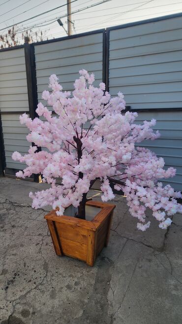 Декоративные цветы: Сакура искусственное дерево высота 2 м ширина 2 м цена от 1000 сом at lalafo.kg — 24 Декоративные цветы: Сакура искусственное дерево высота 2 м ширина 2 м цена от 1000 сом — 24