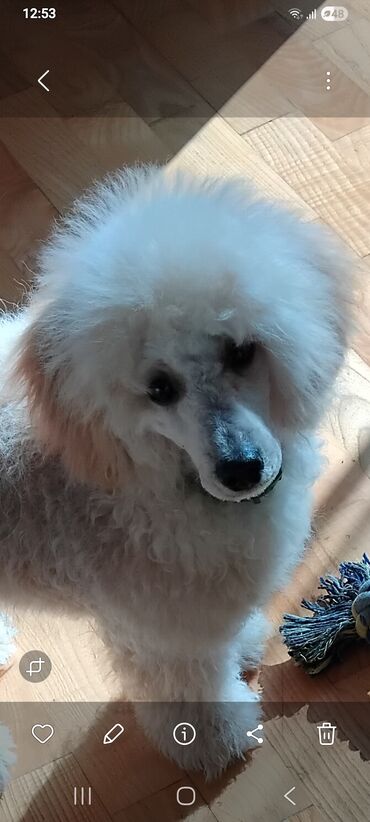 İtlər: Pudel — 7