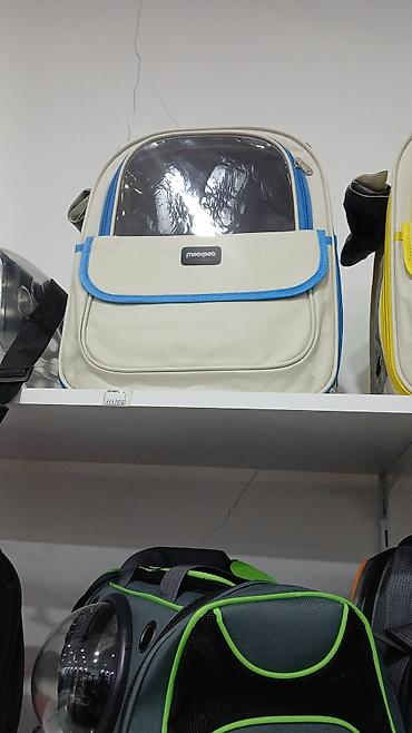 Pişiklər: Erkək, Pulsuz çatdırılma — 16