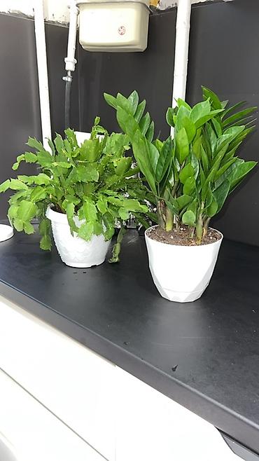 Лилии: Кливия (Clivia miniata) в горшке - Эффектное комнатное растение с — 13