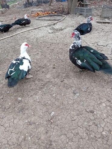 Ördəklər: Ördəklər — 11