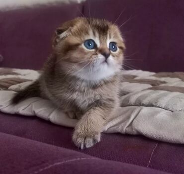 британская короткошерстная кошка шиншилла: Золотая шиншилла, девочка,проглистована,возраст 2 месяца,к лотку