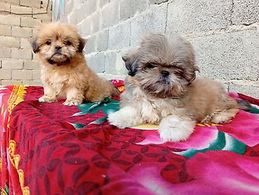 it satisi: Pekines, 2 ay, Erkək, Ödənişli çatdırılma — 6