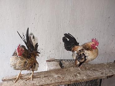 Toyuqlar: Toyuq, Damazlıq — 6