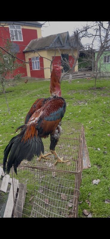 Xoruzlar: Heyratı xoruz satılır 1 il 3 aylıq. Cins: Uzunboyun, sərt bədən — 6