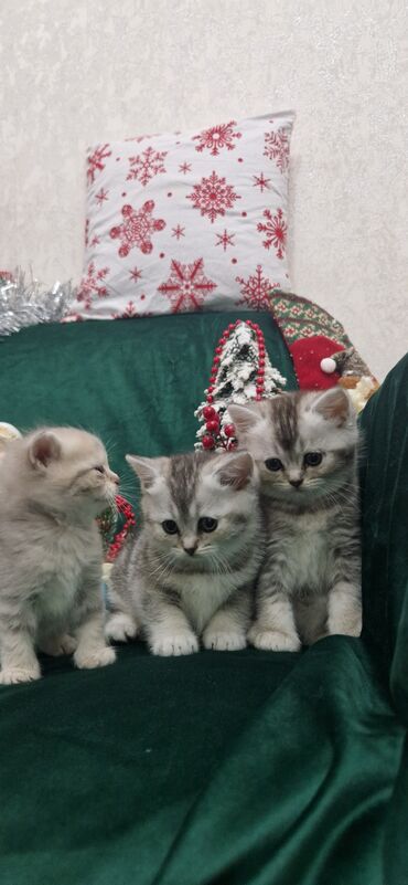 Pişiklər: Şotland, Ünvandan götürmə — 15