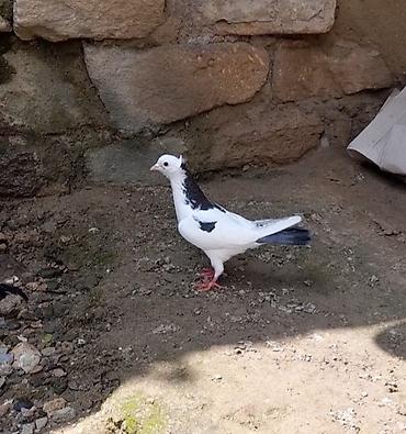 Göyərçinlər: 2 side erkeydi 12 14 tukduler — 9