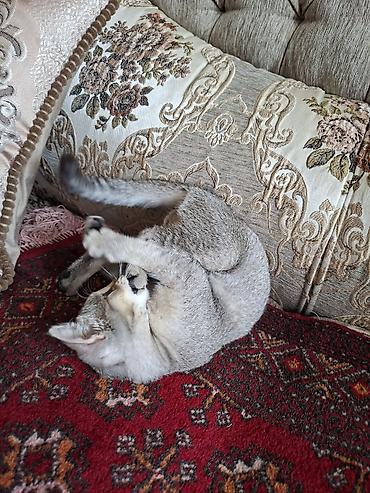 кошки бишкек купить: 3 месяца, Девочка, Приучена к лотку — 2