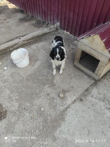 кокер спаниель в Кыргызстан | СОБАКИ: Спаниель охотничая собака! Кобель Возраст 2,5 года Приручена !
