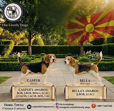 Psi: ŠTENCI BIGLA – The Lovely Dogs Pogledajte vrhunski kvalitet naših — 16