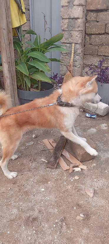 ala it: Akita-inu, 2 il, Erkək, Peyvəndli, Ünvandan götürmə — 3
