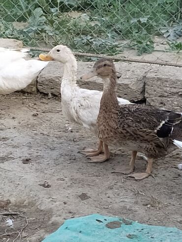 Digər quşlar: Qışqıran ördəklərdir✅️ Kəkilli var✅️ Bəzəkli var✅️ Sadəsi var✅️ Qara -da lalafo.az — 2 Digər quşlar: Qışqıran ördəklərdir✅️ Kəkilli var✅️ Bəzəkli var✅️ Sadəsi var✅️ Qara — 2