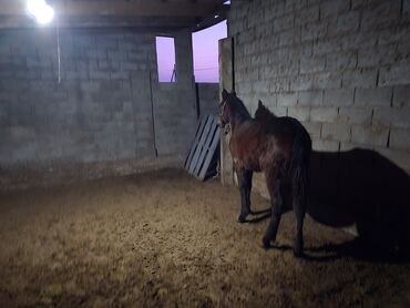 Лошади, кони: Продаю | Кобыла (самка) | Рабочий — 10