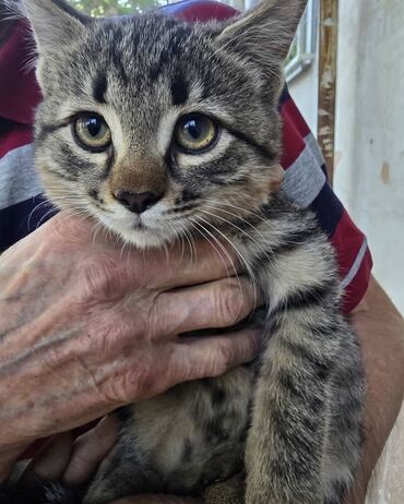 кошка кот: Пристраиваются котята совершено одинаковые по окрасу, есть мальчик и