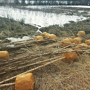 дерево береза: Берёза с комом земли для пересадки Берёза 10м . Ак кайын. - Порода — 7