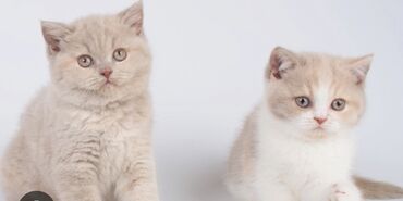 белые вислоухие котята: Отдадим даром в добрые руки 2 котята мальчики