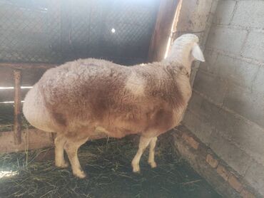 Бараны, овцы: Продаю | Баран (самец) | Арашан | Для разведения — 12