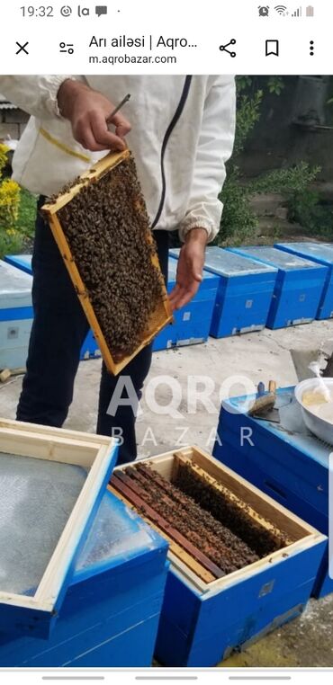 ana arı satışı 2023: Ari 12 ramkada yaxwı vezyetdedi 20 yewik 250 m
