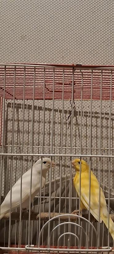 bulbul quşu satışı: 12 14 aylıq erkəklər biri 100m iri sağlam quşlardı — 4