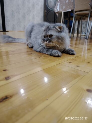 вислоухий сиамский кот: Şotland yastı qulaq