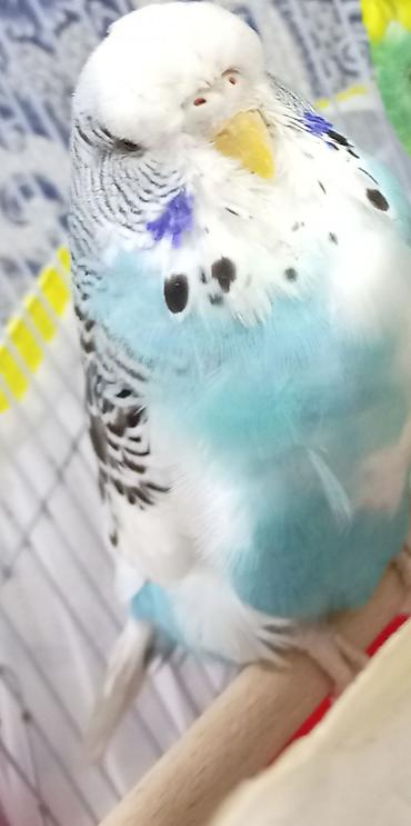 qus: Növbəti ilan: Türkiyə cinsli dalğalı tutuquşu (budgerigar) - Rəng — 5