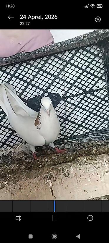 göyərçin şəkli: Göyərçin cütü – ağ rəngdə, boyun və çiyin hissəsində qəhvəyi naxışlı - — 8