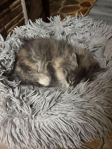 scottish fold: Пушистый котёнок с длинной шерстью и необычным трёхцветным — 3