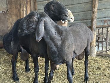 купить рабочую охотничью собаку: Сатам | Кочкор (эркек) | Арашан | Көбөйтүү үчүн | Жасалма жол менен боозутуу