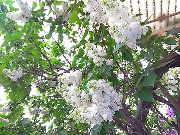 Сирень: Продаю саженцы. Сажать и пересаживать нижеперечисленное нужно весной — 17