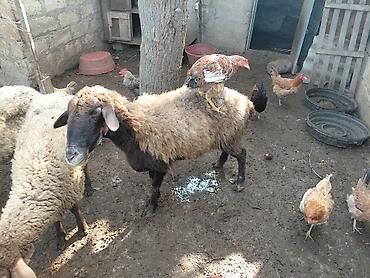diri quzu: Məhsul: Qoyun və kənd toyuqları yasli disleri var,dosleri yoxdu. 150m — 5