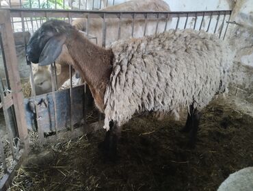 овцы гиссары: Продаю | Ягненок | Гиссарская, Арашан | Для разведения | Ярка