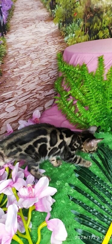 Продажа кошек: Друзья !!! питомник Бен Гла Мур с радостью предлагает новый помет. от — 11