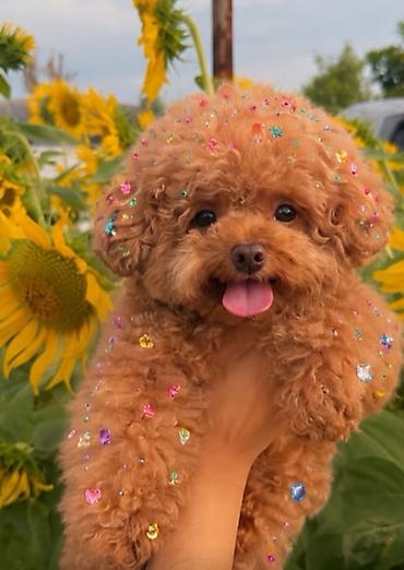mini toy pudel: Pudel, 2 ay, Sənədli — 1