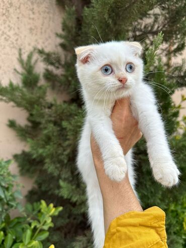 Pişiklər: Şotland yastı qulaq, Erkək, Dişi, Yaxşı əllərə, Ünvandan götürmə, Pulsuz çatdırılma, Ödənişli çatdırılma — 140