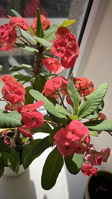 молочай миля: Молочай Милла (Euphorbia milii) в горшке - Компактный куст с — 4