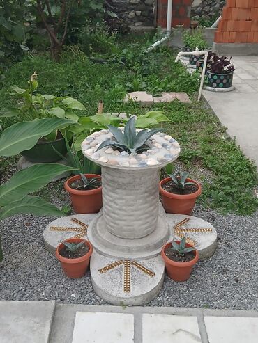 Otaq bitkiləri: Aqava bitkisi adi və decor qablarda(əl iṣi), müxtəlif olçüdə və — 3