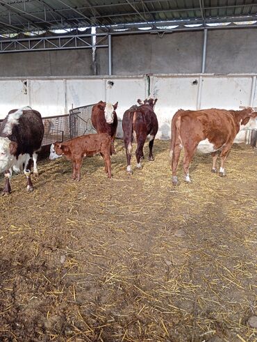 таза канду ат: Сатам | Уй (ургаачы) | Герефорд | Көбөйтүү үчүн | Асыл тукумдуу, Бооз