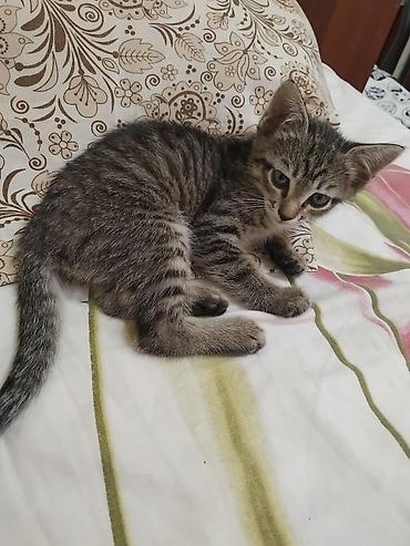 кошка беловодск: Котёнок полосатый (серый тигровый окрас) - Возраст: котёнок — 2