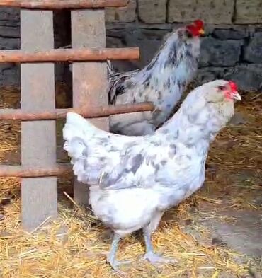 Xoruzlar: Tek 100 ayam zemani cut 200m .qap — 31