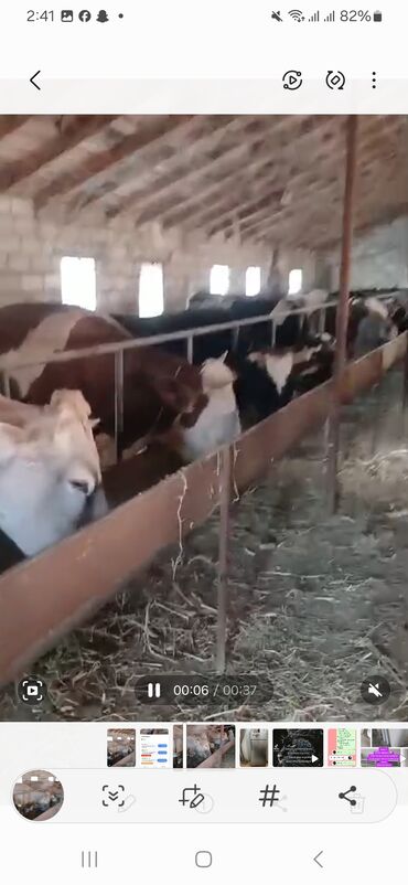 simmental ineklerin satisi: Dişi, il: 2, 600 kq, Südlük, Damazlıq, Ünvandan götürmə, Pulsuz çatdırılma